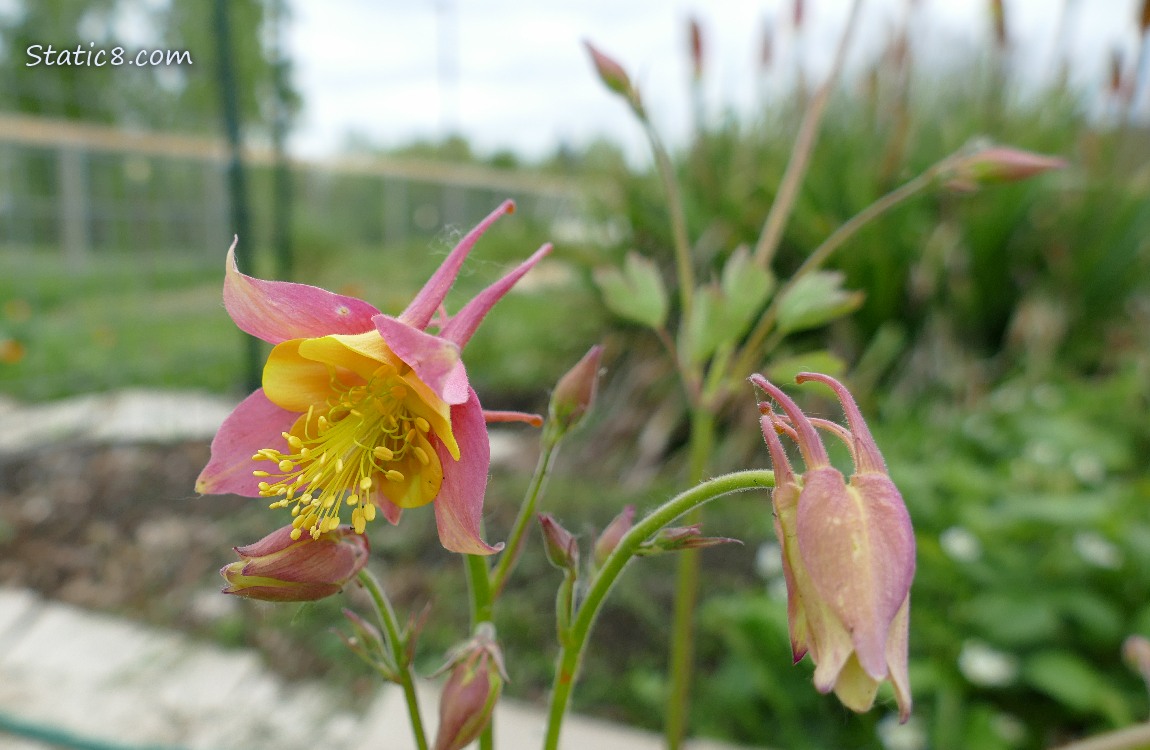 Bicolour pink and yellow Columbine bloom