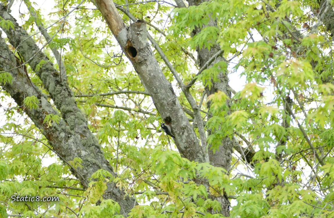 Downy Woodpecker at the nest hole they are building
