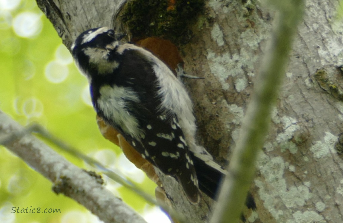 Female Downy Woodpecker standing at the side of a nest hole