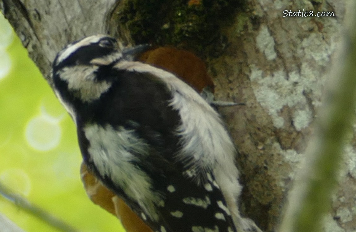 Female Downy Woodpecker standing next to the nest hole