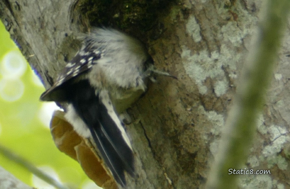 Downy Woodpecker mostly in the nest hole