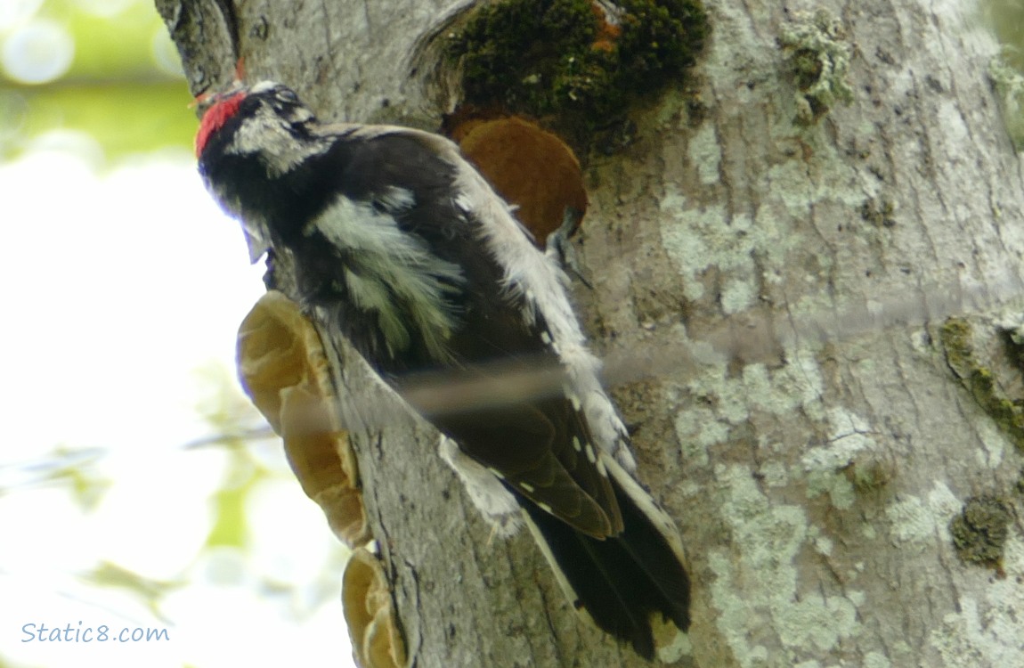 Male Downy Woodpecker standing outside the nest hole he is building