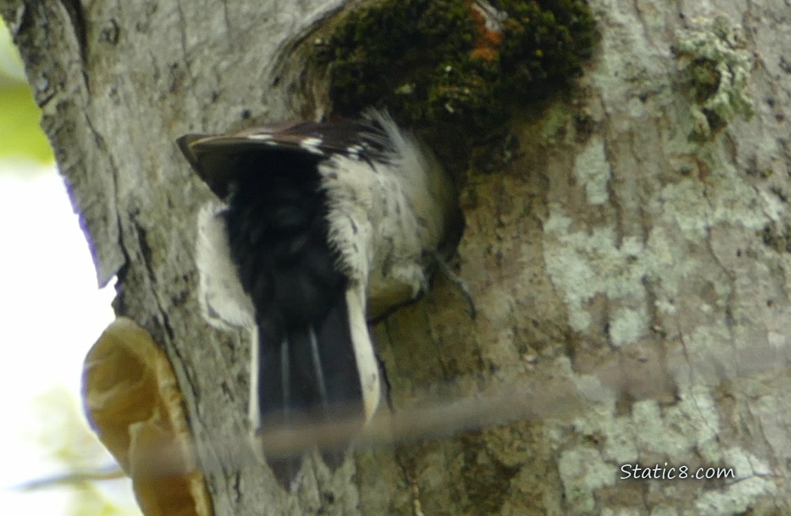 Downy Woodpecker mostly in his nest hole