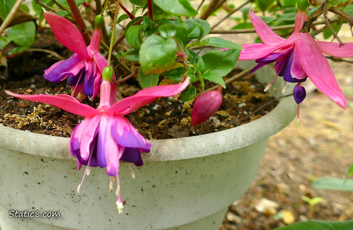 Fuchsia blooms in purple and red