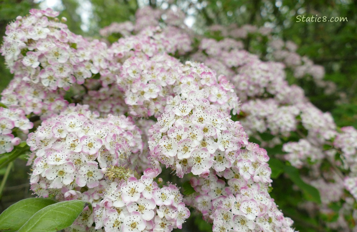 pink and white Hawthorn blooms on the tree