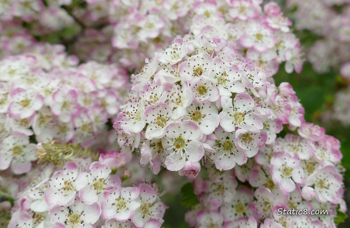 Close up of pink and white Hawthorn blooms