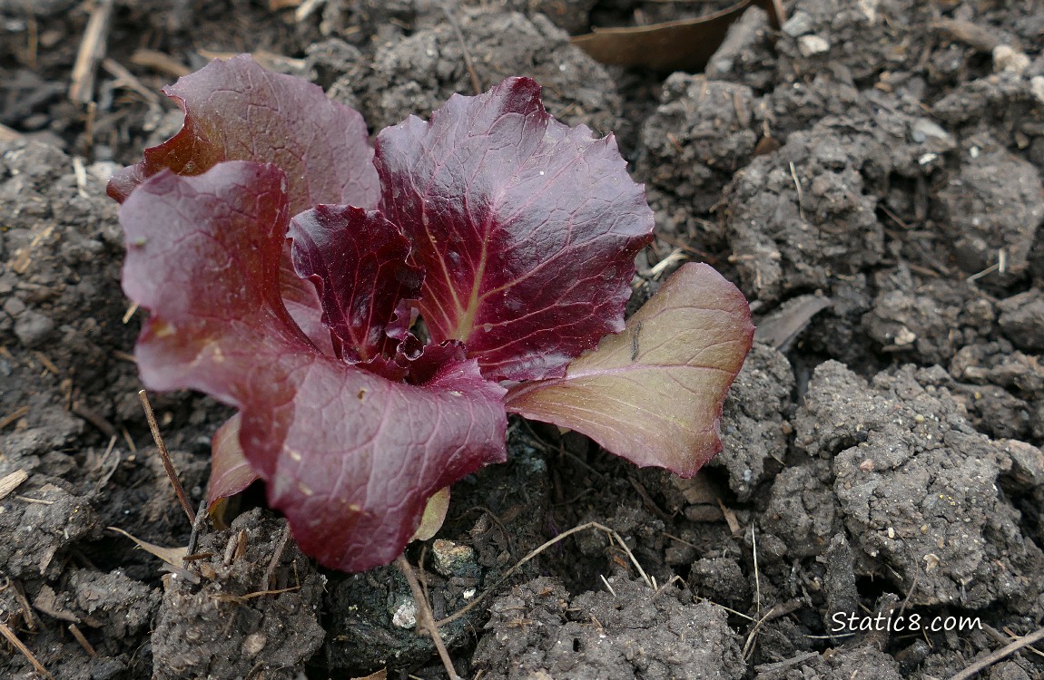 Small Lettuce plant growing in the dirt