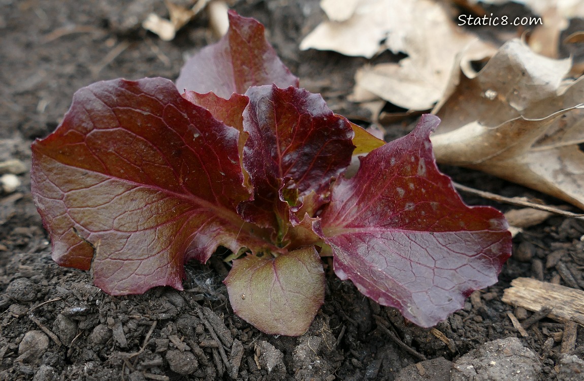 Small Lettuce plant growing in the dirt