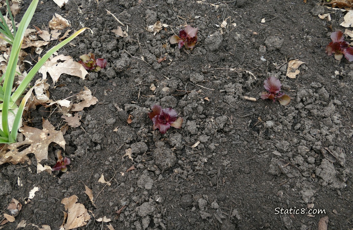 Looking down at lettuce seedings growing in the dirt