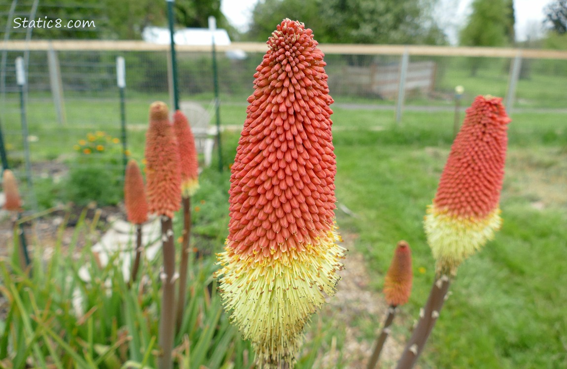 Red Hot Poker blooms