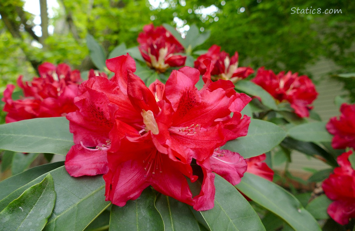 Red Rhododendron blooms