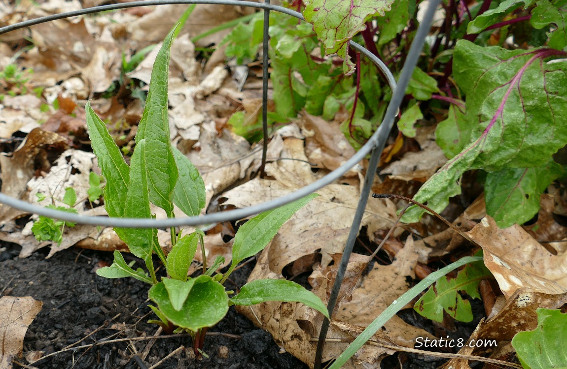 Small Echinacea growing in the dirt next to a beet plant