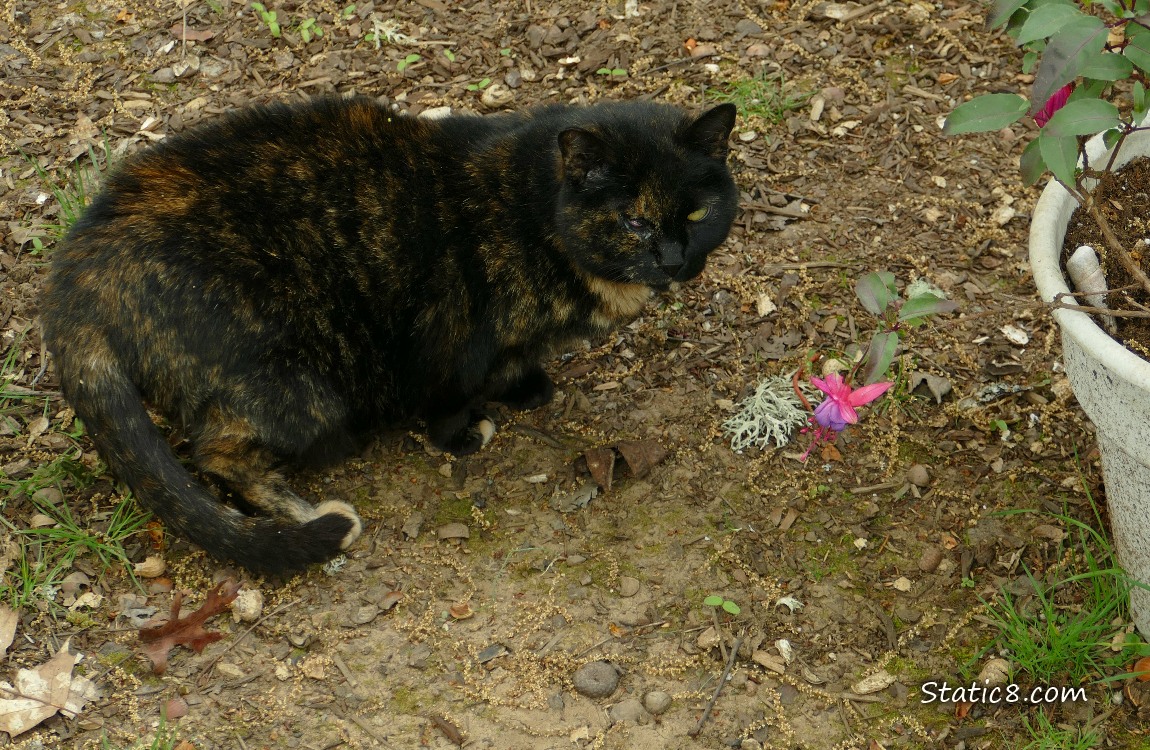 Tortishell cat nest to a potted plant