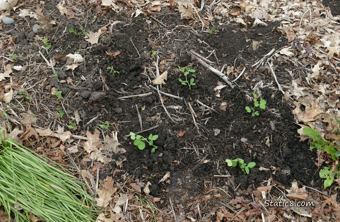 Pea Patch