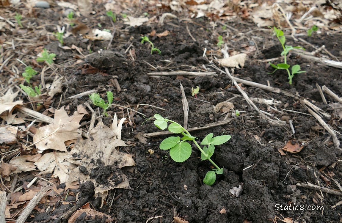 Snap Pea plants growing in the dirt with leaf mulch