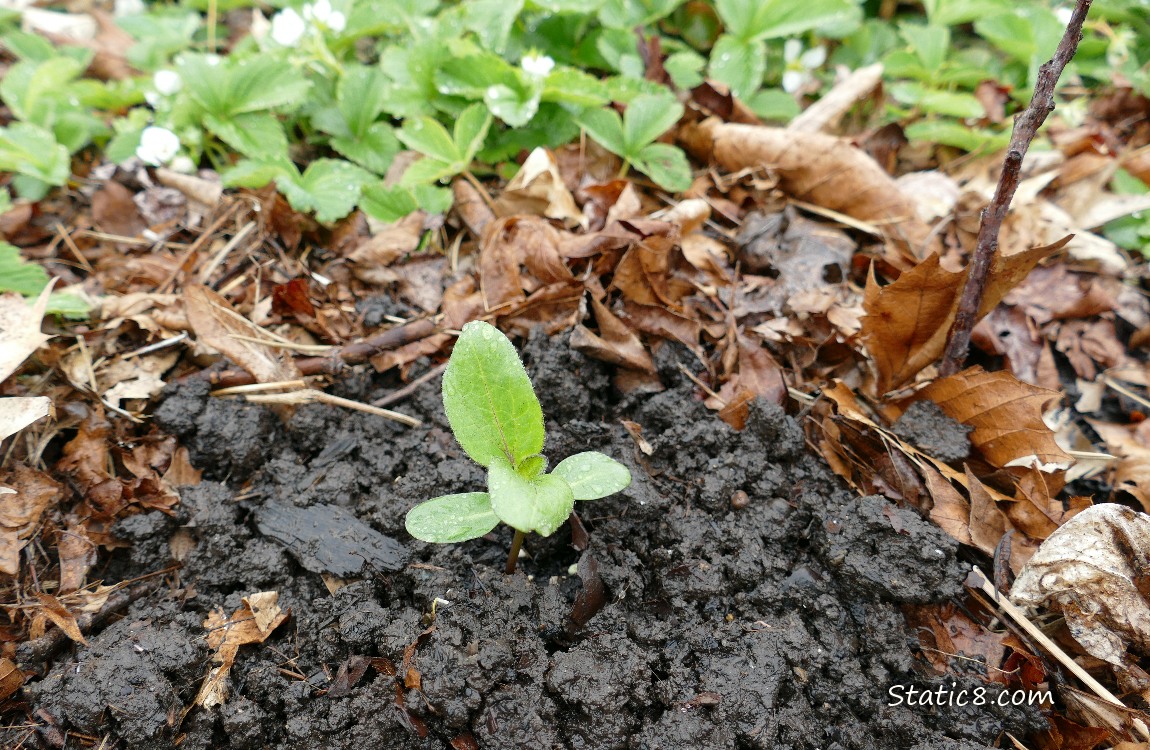 Sunflower seedling growing in the dirt with Strawberry plants in the background