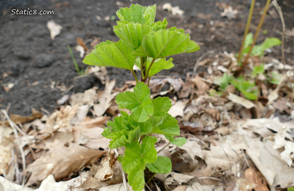 Unknown plant growing in the dirt