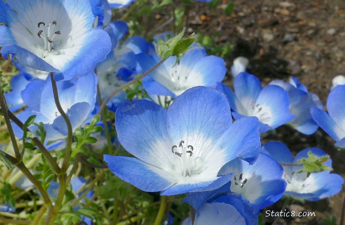 Baby Blue Eye blooms