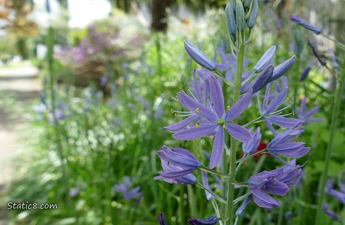 Camas Lily blooming next to a sidewalk