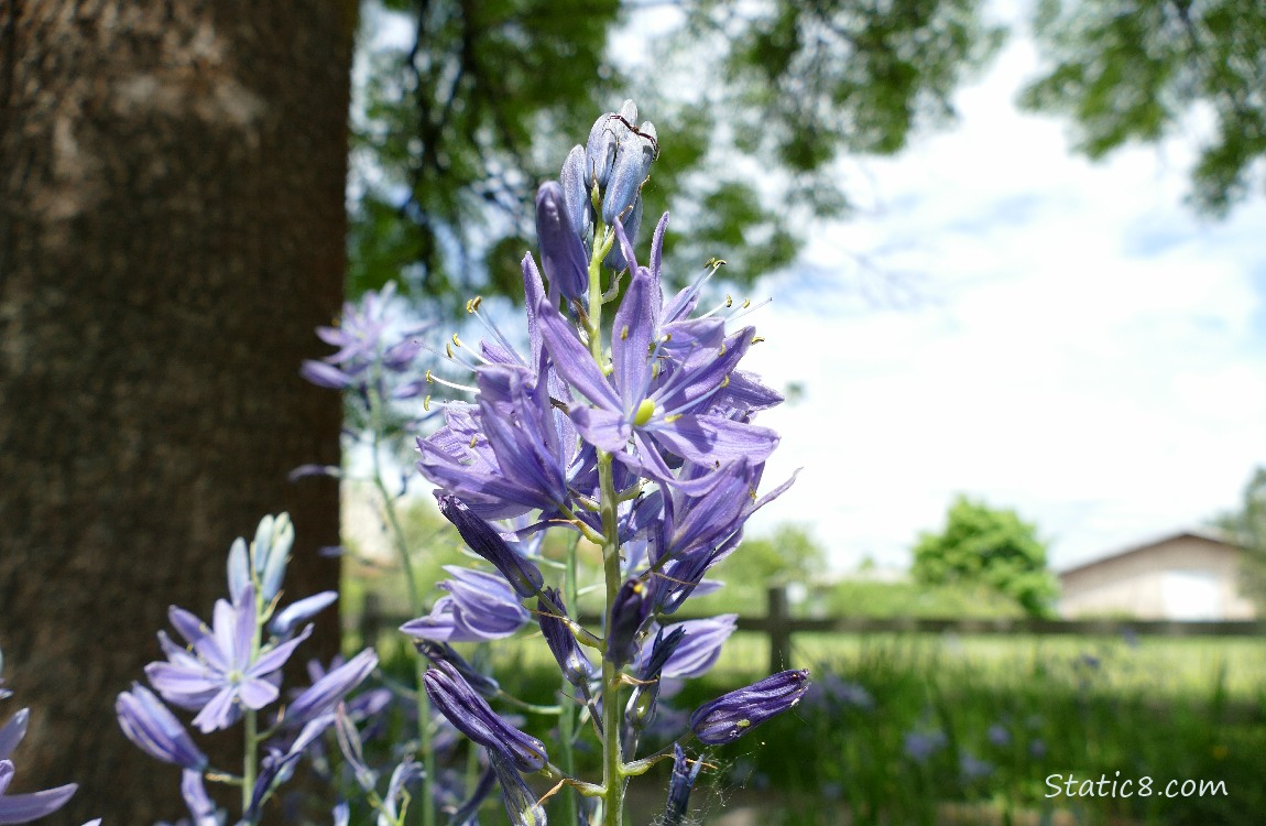 Camas Lilies blooming next to a tree