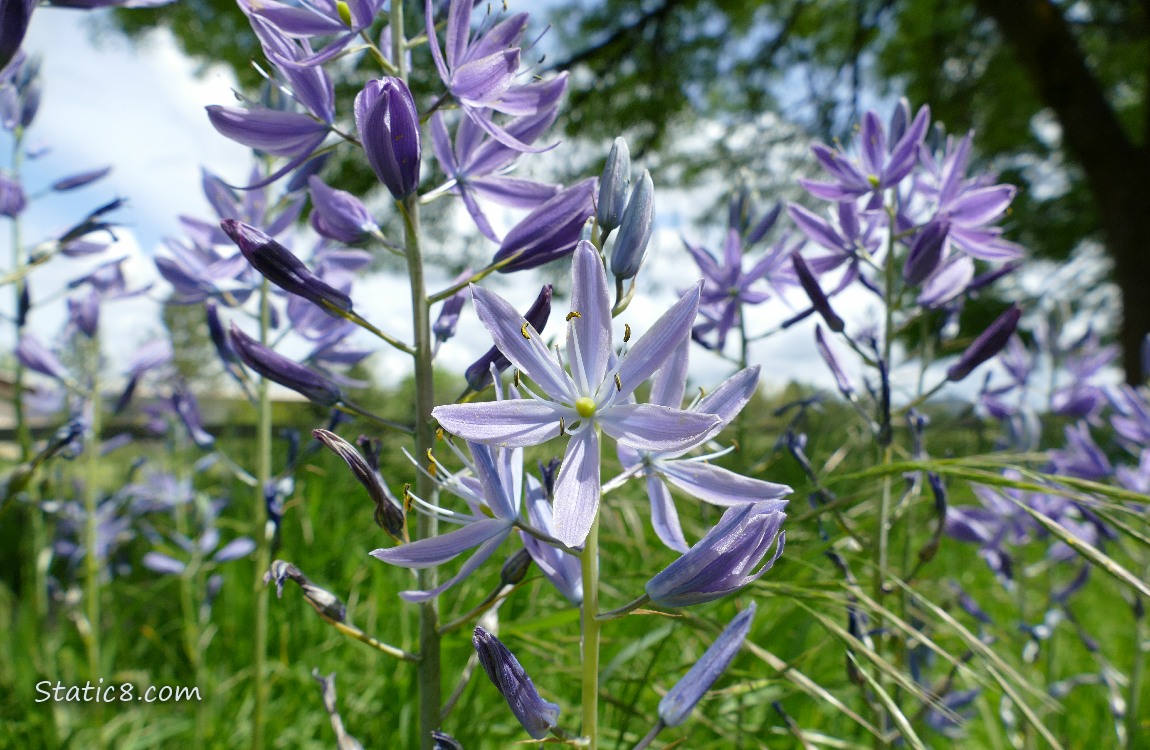 Camas Lily blooms