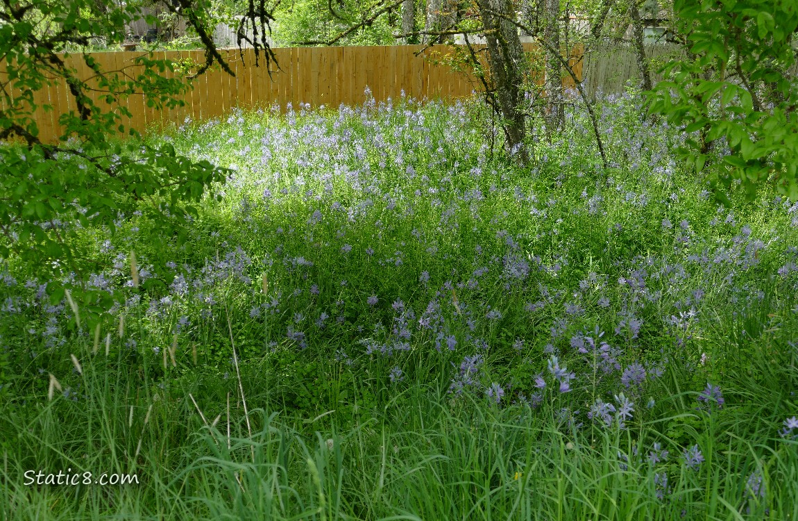 Patch of blooming Camas Lilies under the trees