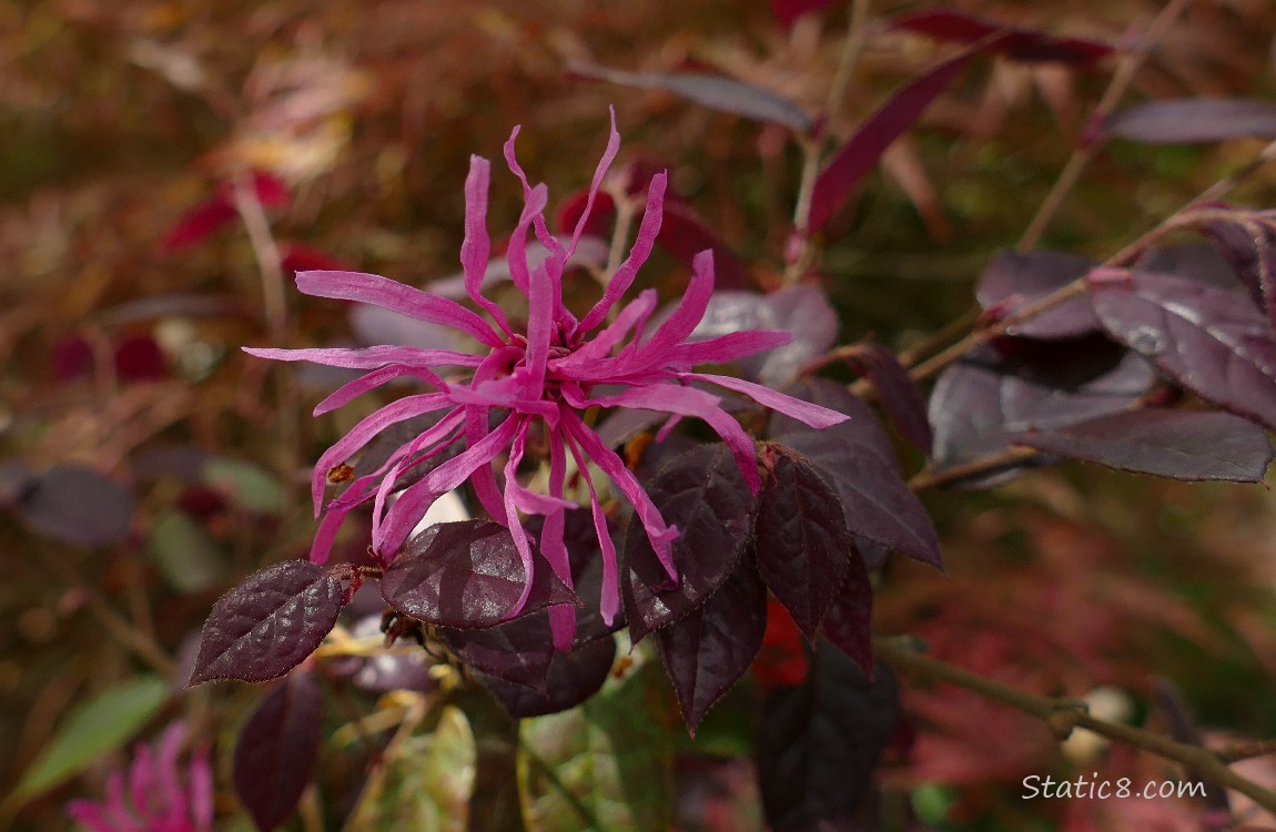 Chinese Witch Hazel bloom