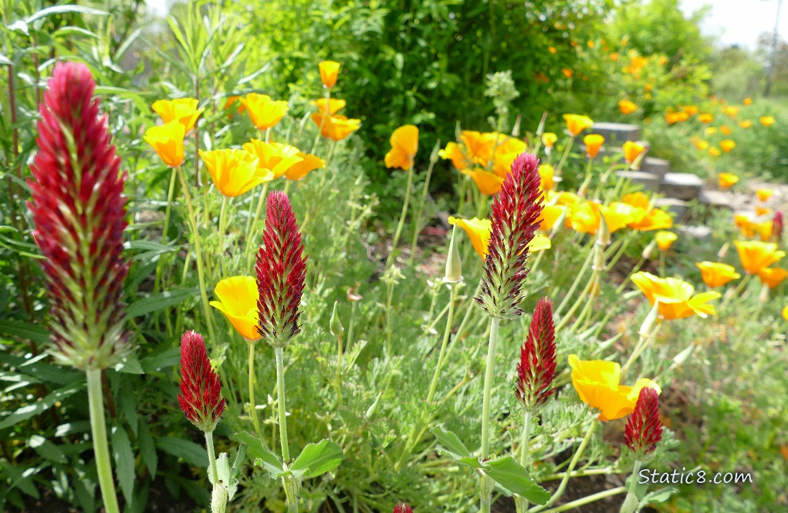 Red Clover blooms with California Poppy blooms