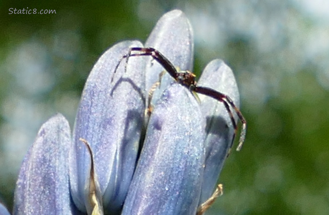 Crab Spider hunting from the top of a Camas bloom