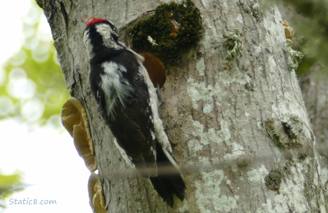 Downy Woodpecker standing next to the nest hole he is building
