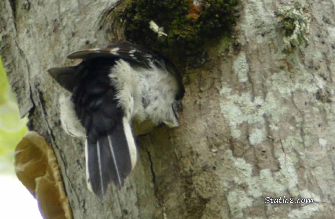 Downy Woodpecker mostly inside the nest hole he is building