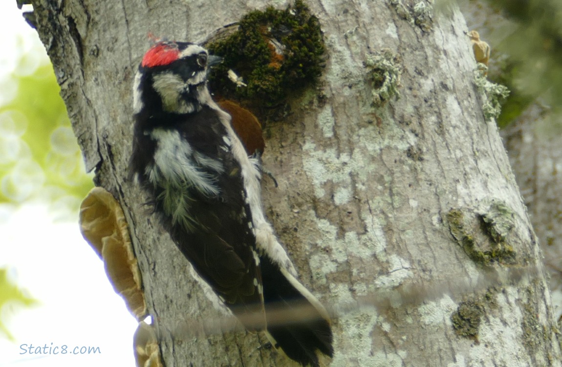 Downy Woodpecker standing next to the nest hole  he is building