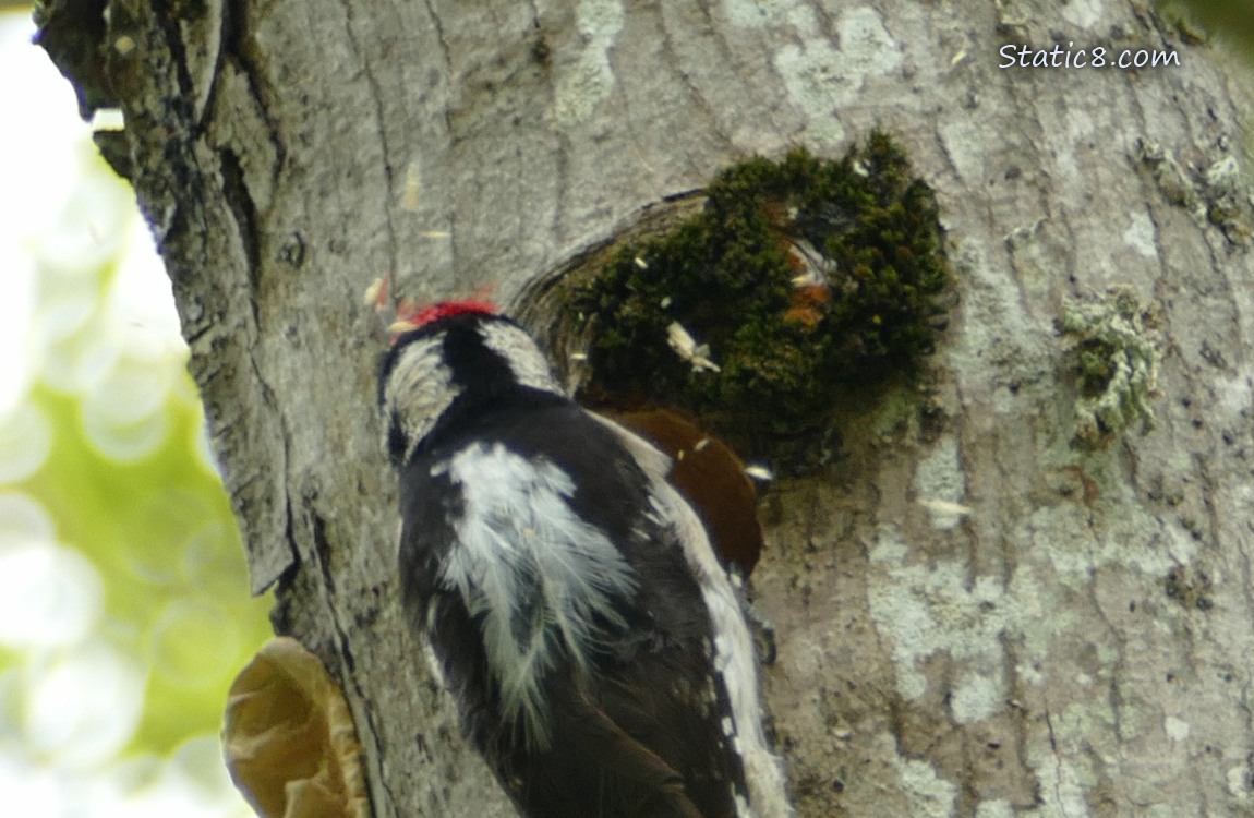 Downy Woodpecker tossing wood chips from his nest hole