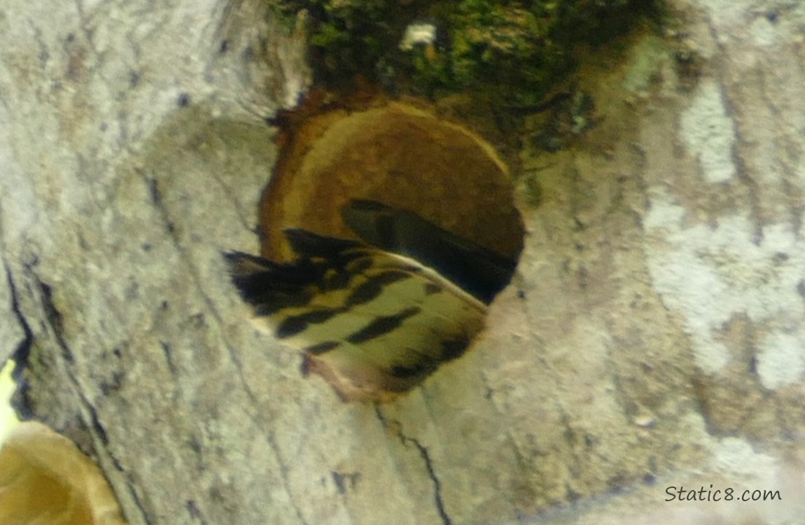 Just the tail of a Downy Woodpecker sticking out from the nest hole he is building