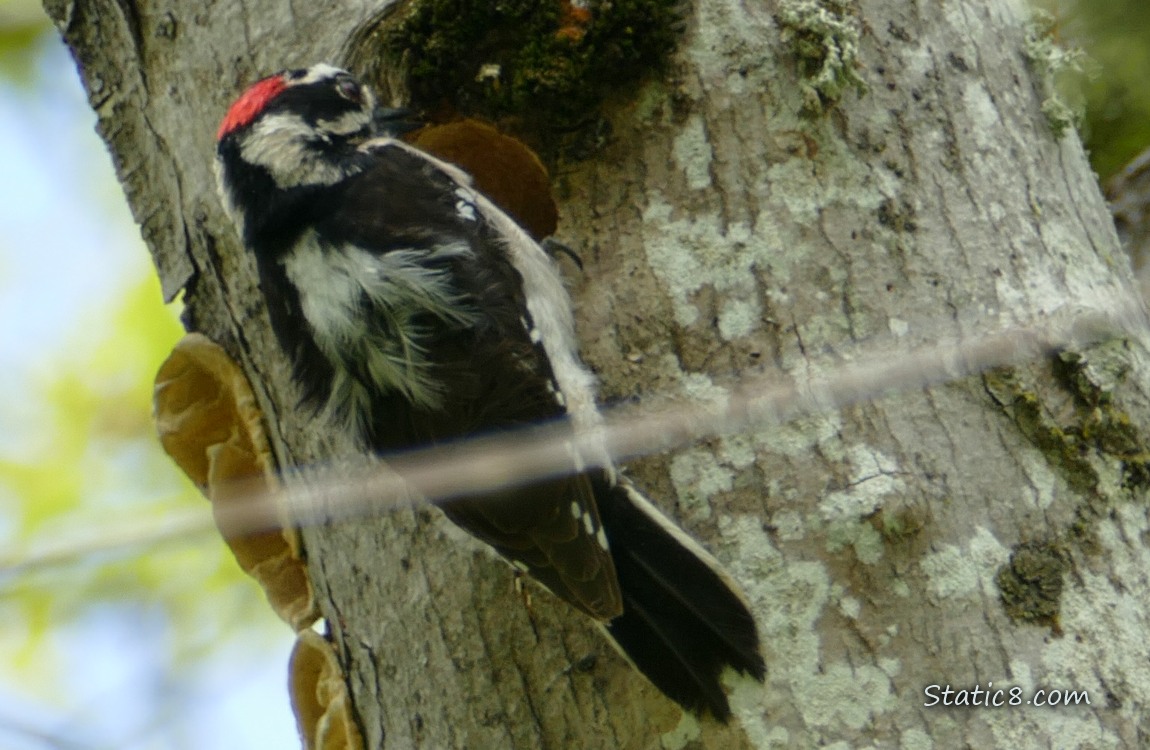 Downy Woodpecker standing next to the nest hole he is building