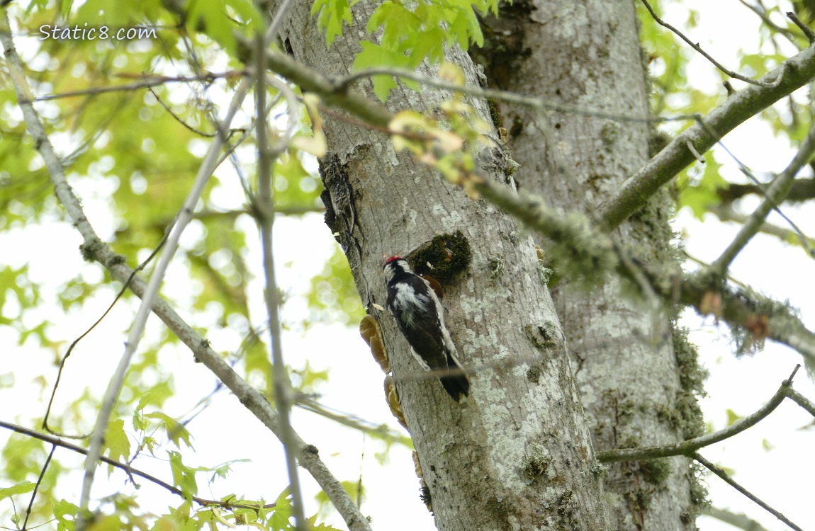 Downy Woodpecker hanging from the side of a tree branch