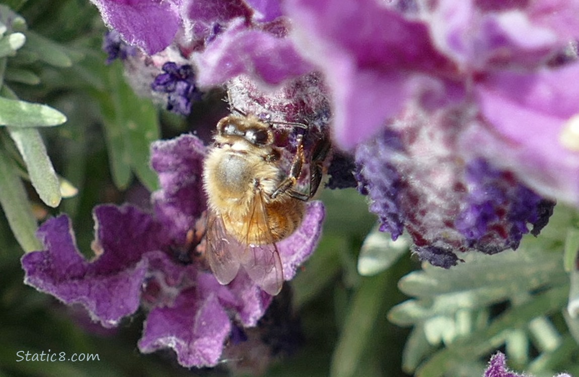 Honey Bee hanging from a Spanish Lavendar bloom
