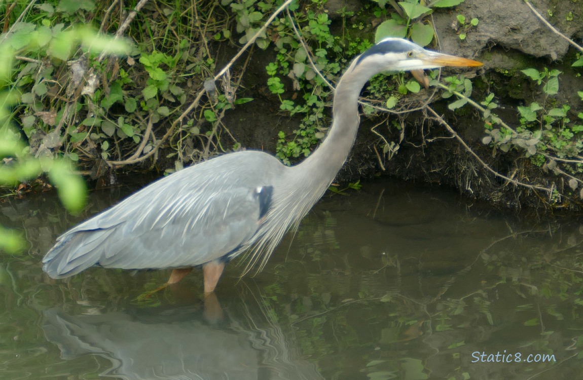 Great Blue Heron walking in shallow water near the bank of the creek