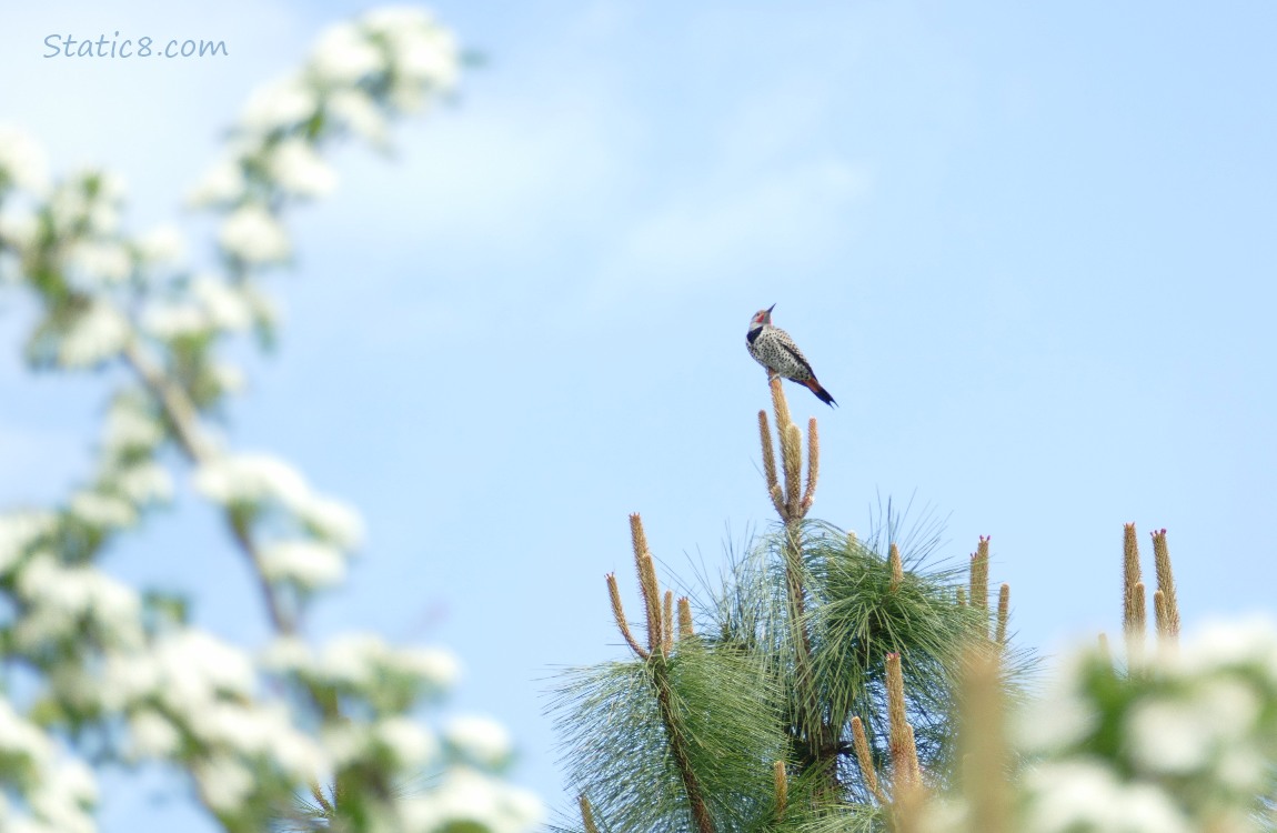 Flicker standing at the top of a pine tree