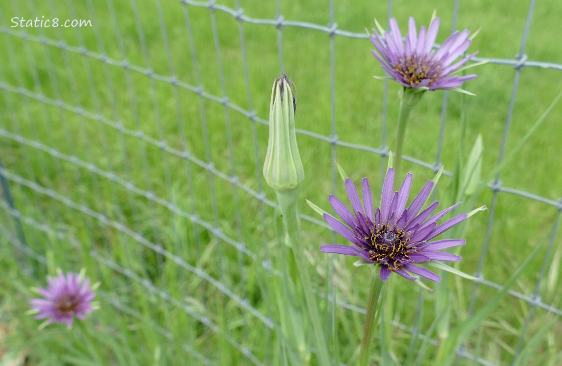 Salsifies blooming next to a wire fence
