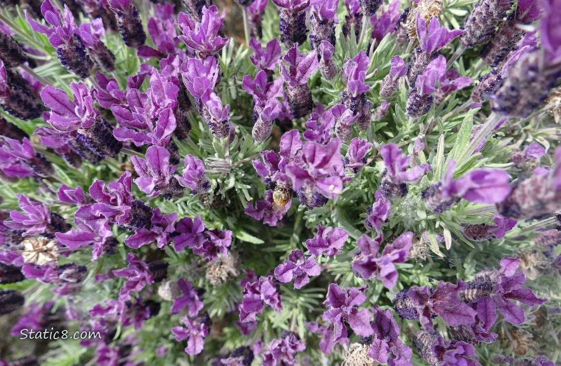 Looking down at Spanish Lavender blooms