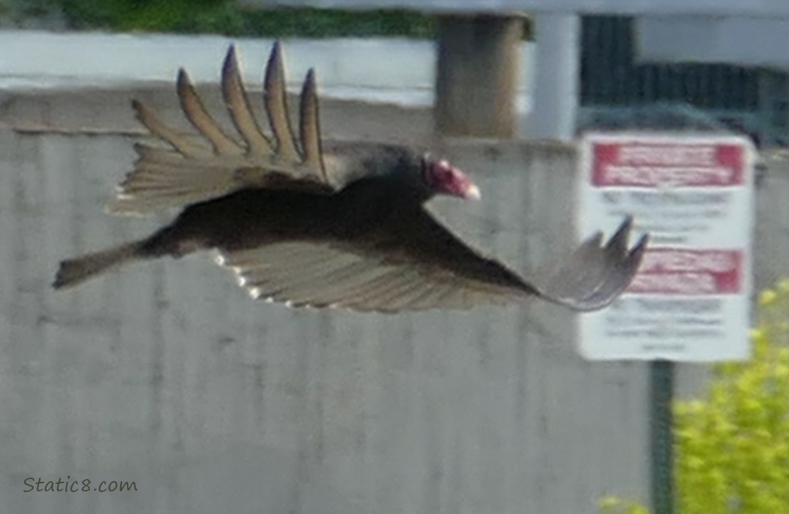 Turkey Vulture flyiing past a sign