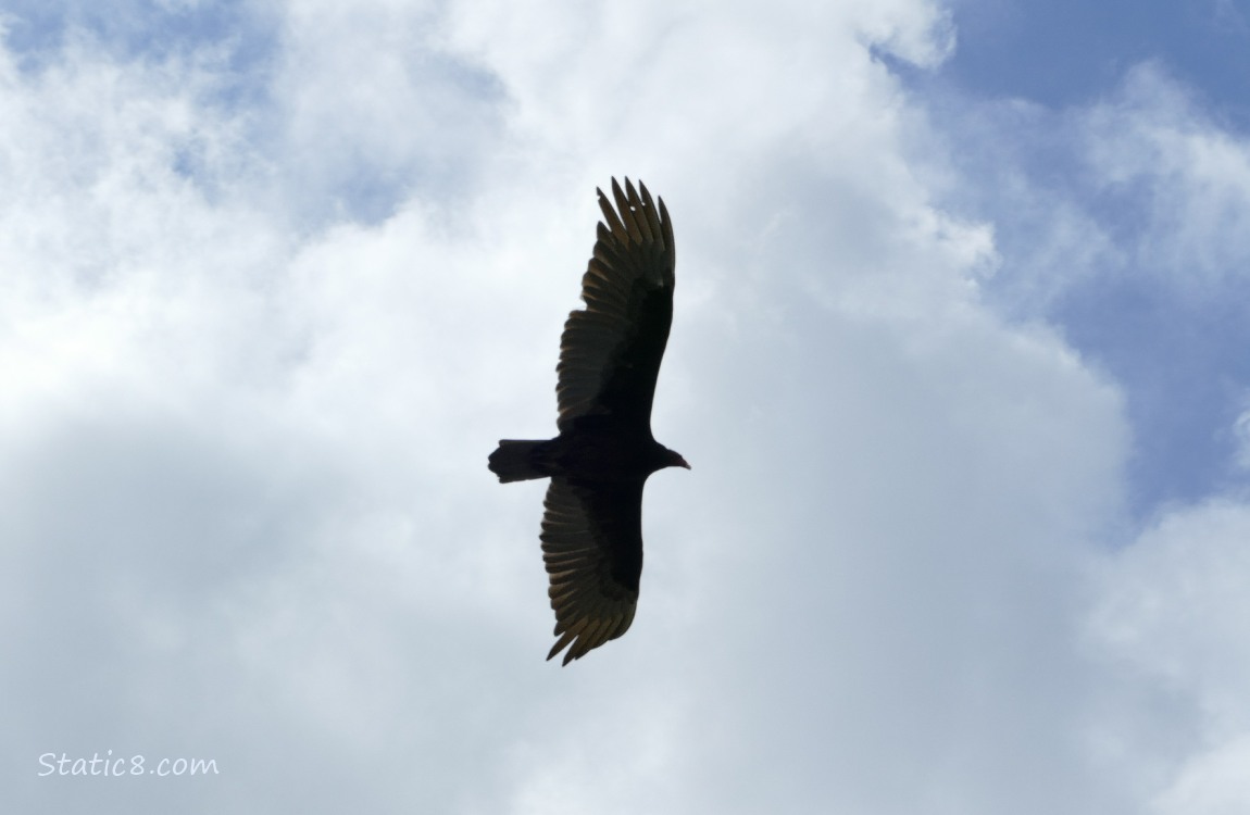 Vulture flying above with clouds and blue sky