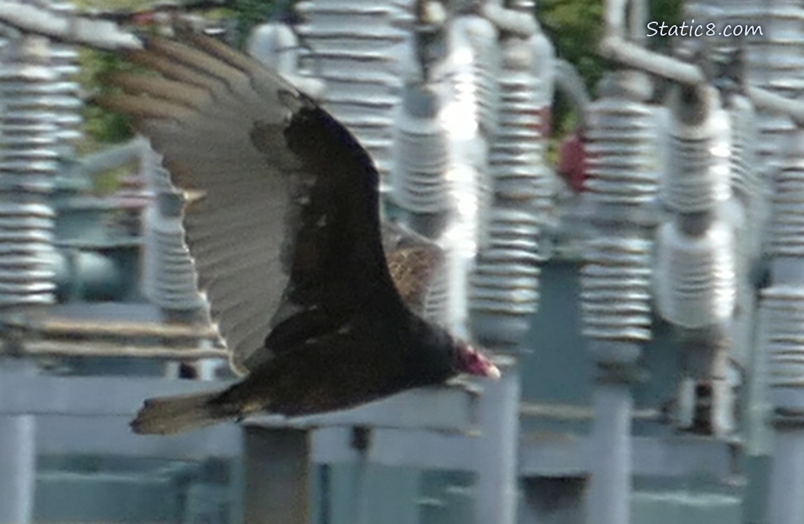 Turkey Vulture flying in front of an electrical station
