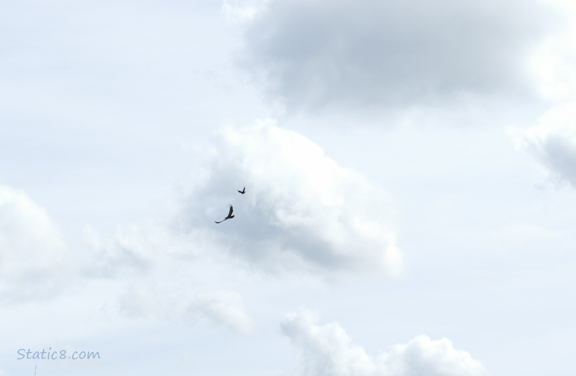 Vulture being mobbed by a crow in the sky