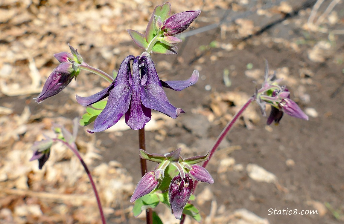 Purple Columbine blooms