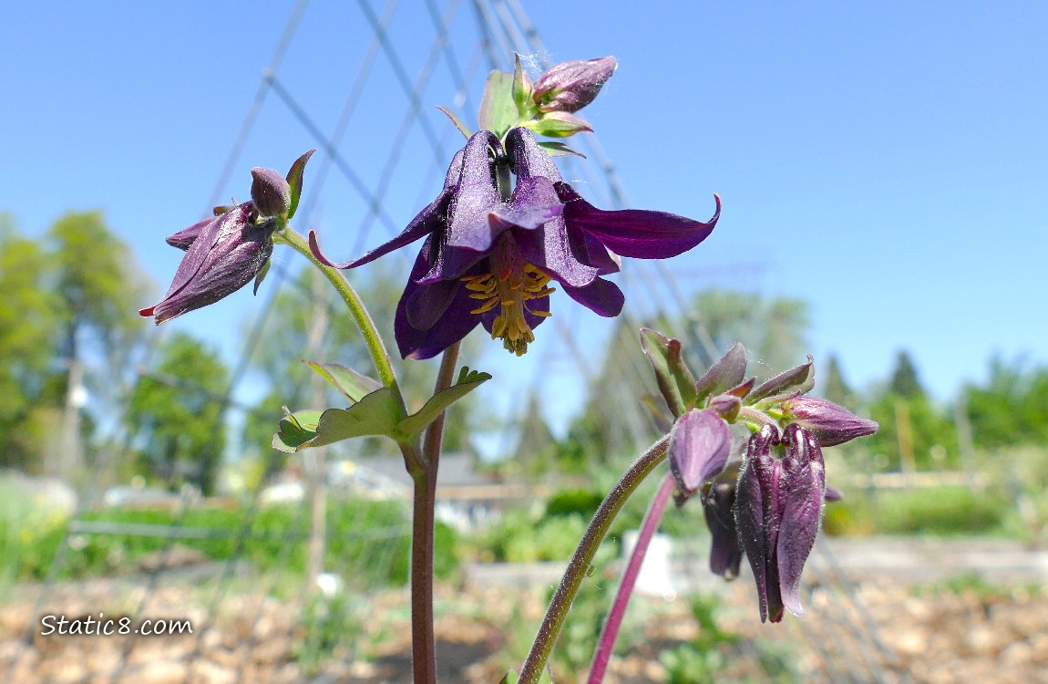 Purple Columbine blooms in front of blue sky