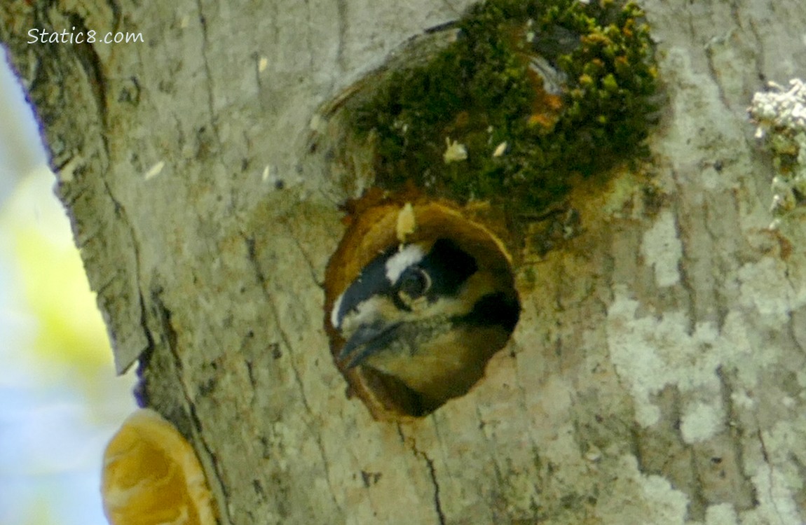 Downy Woodpecker looking out from the nest hole she is building