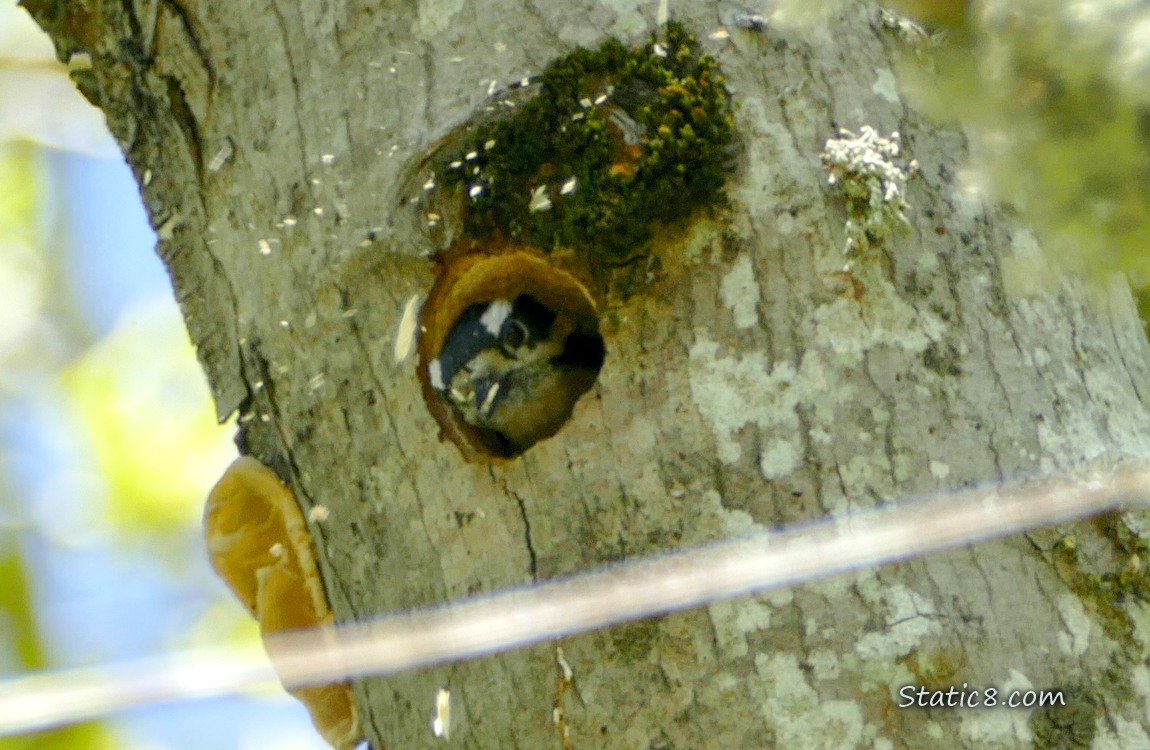 Downy Woodpecker looking out of her nest hole