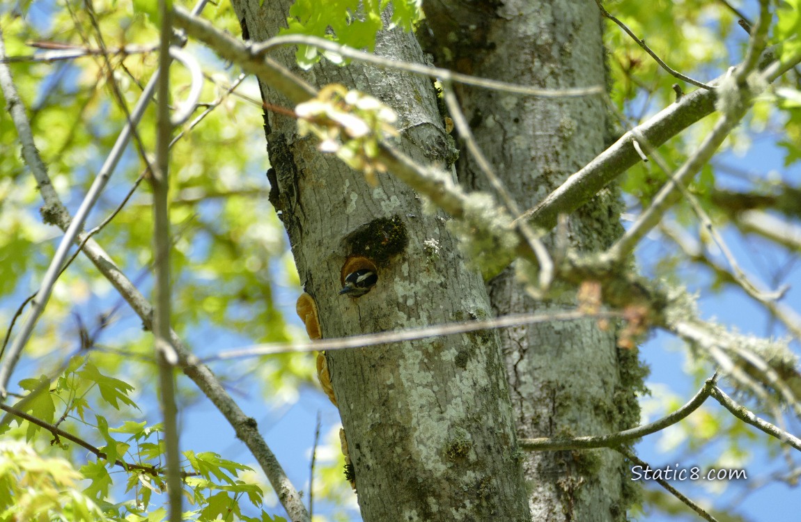 Downy Woodpecker looking out of the nest hole